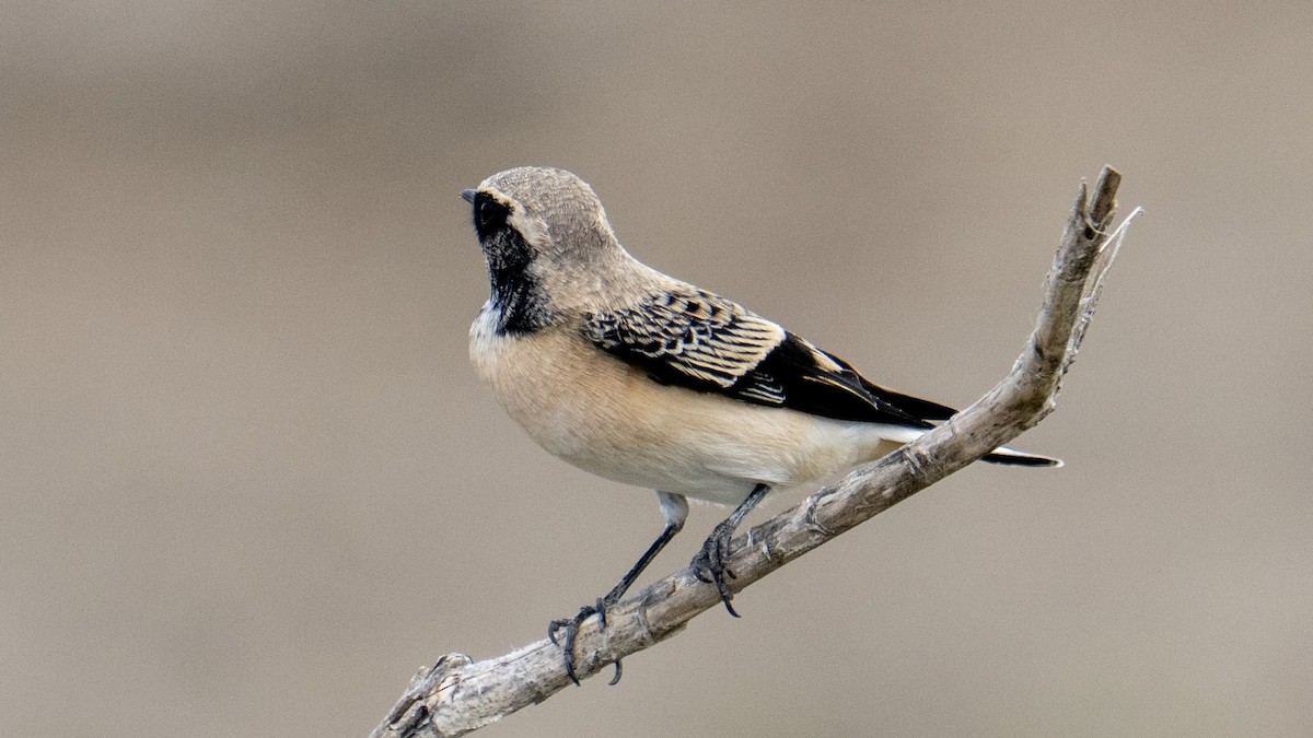 Pied Wheatear - ML642071183
