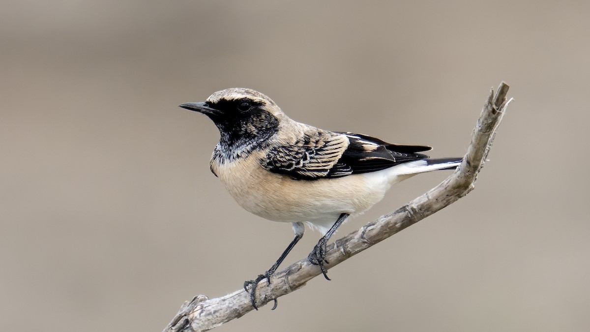 Pied Wheatear - ML642071184