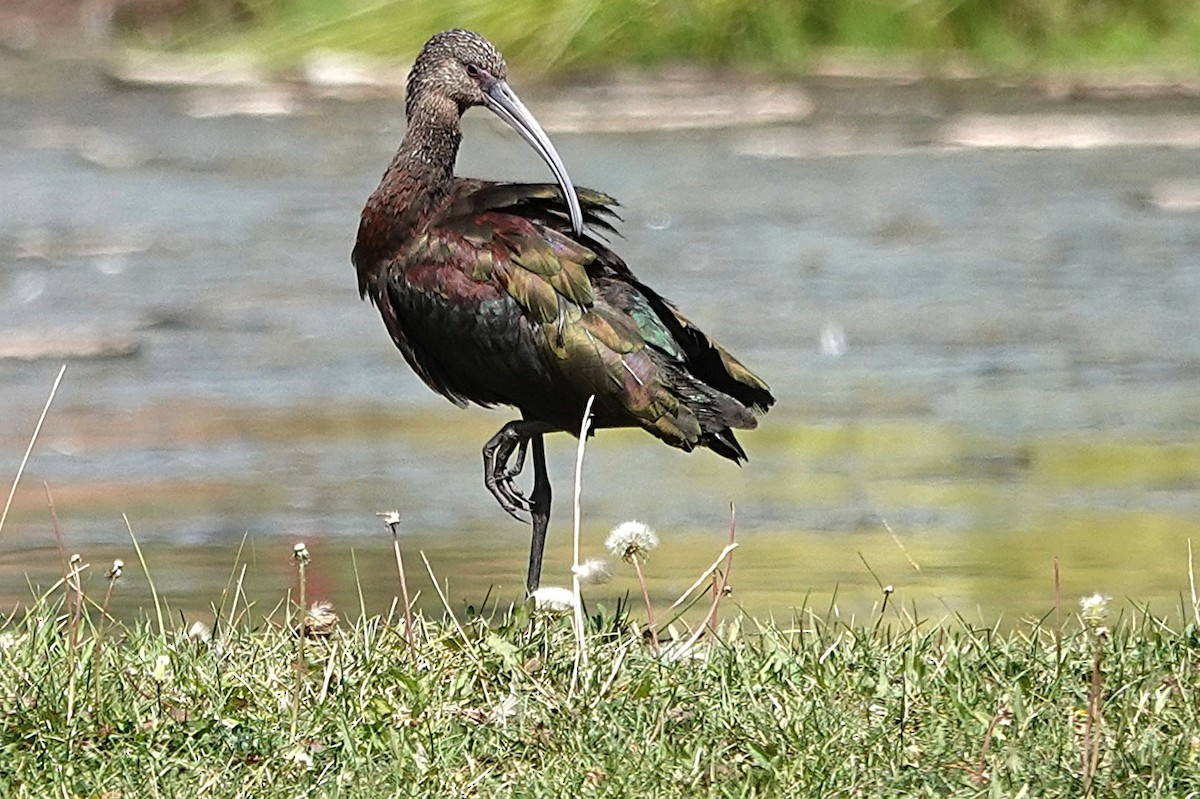 White-faced Ibis - ML642071187