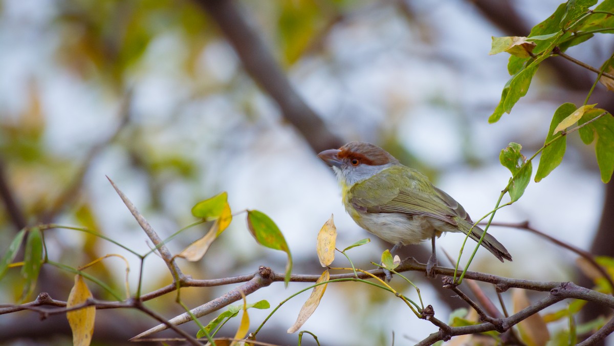 Rufous-browed Peppershrike - ML642071190