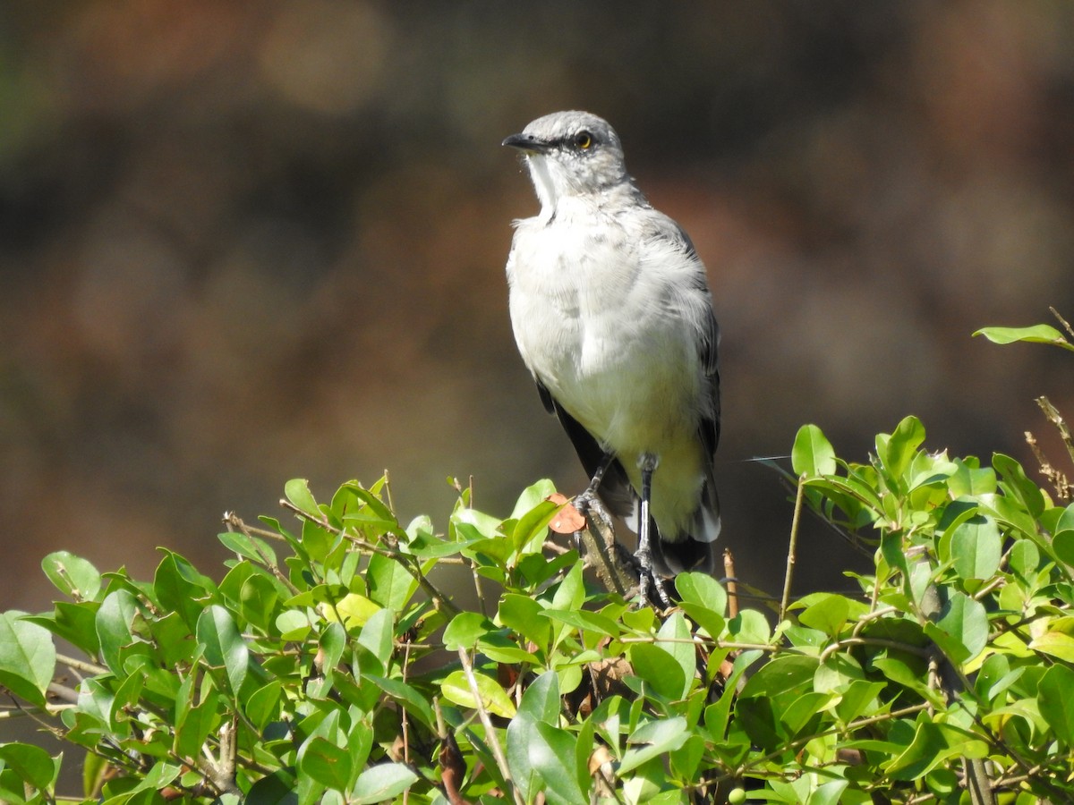 Northern Mockingbird - ML642071200