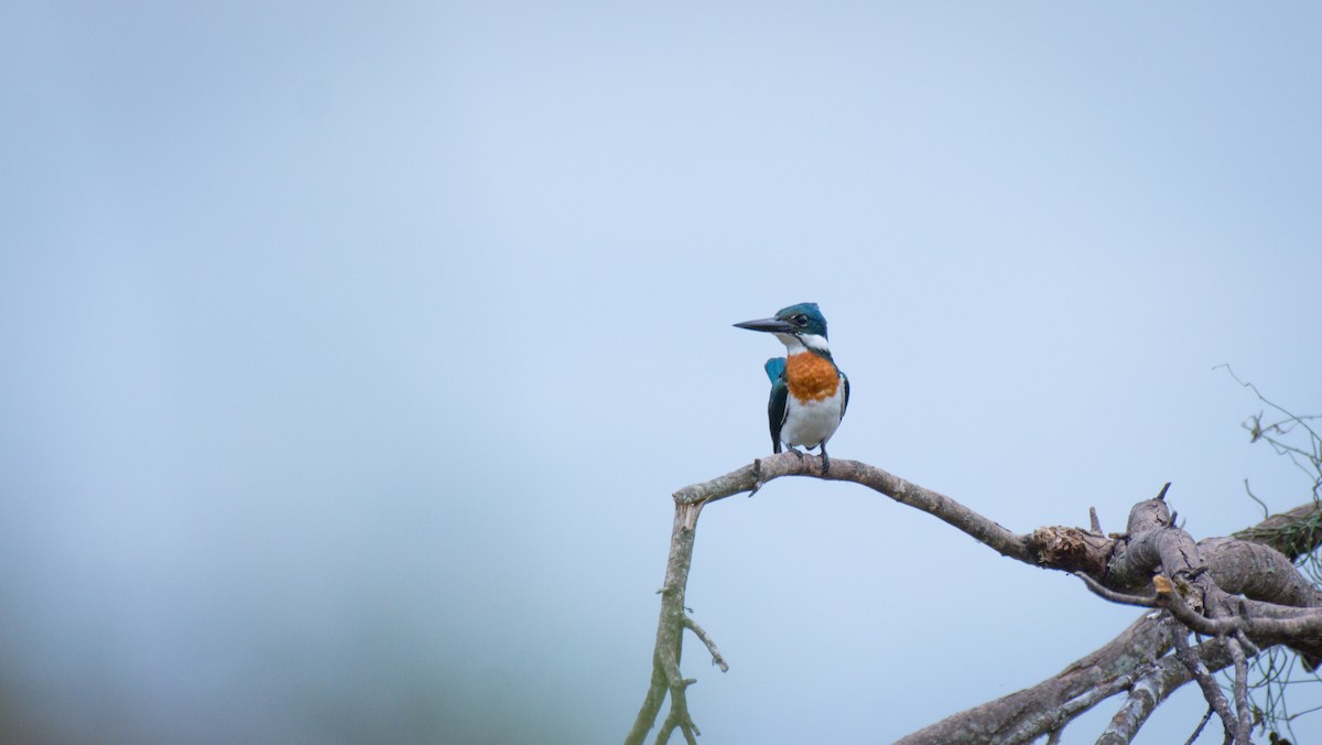 Amazon Kingfisher - ML642071236