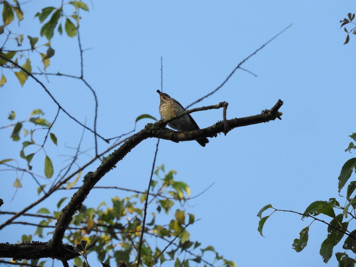 Swainson's Thrush - ML642071237