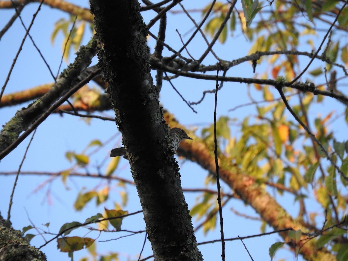 Swainson's Thrush - ML642071240