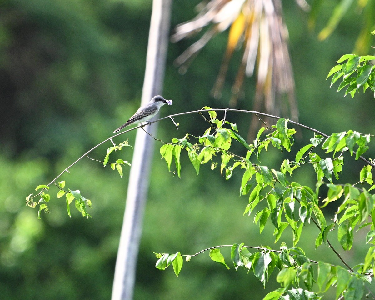 Gray Kingbird - ML642071251