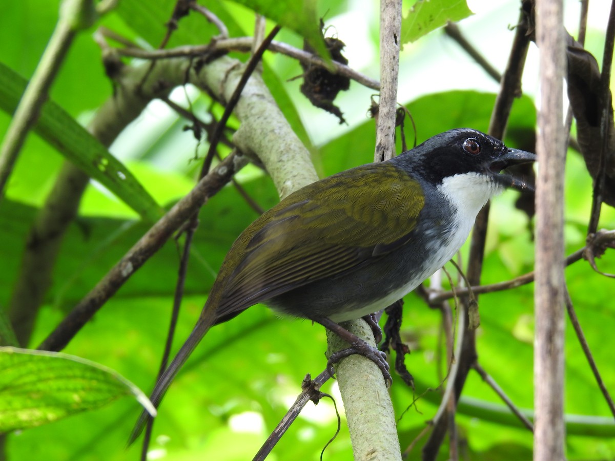 Costa Rican Brushfinch - ML642071267