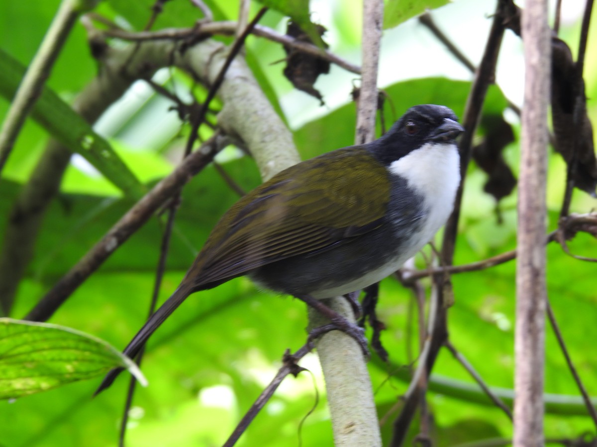 Costa Rican Brushfinch - ML642071268