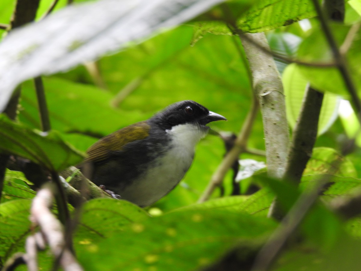 Costa Rican Brushfinch - ML642071269