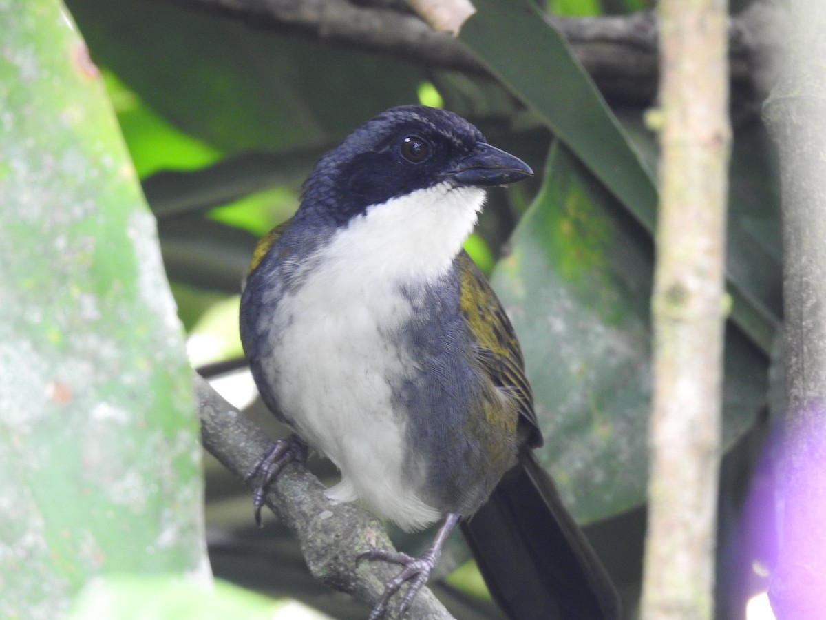 Costa Rican Brushfinch - ML642071270