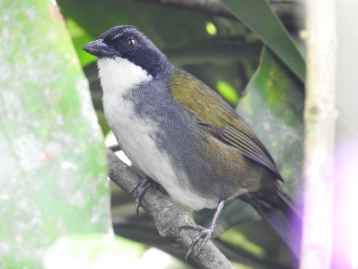 Costa Rican Brushfinch - ML642071272