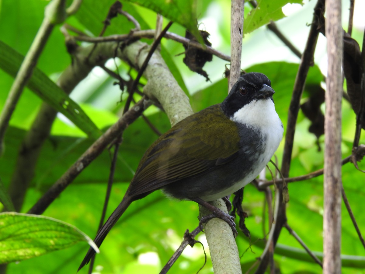 Costa Rican Brushfinch - ML642071273