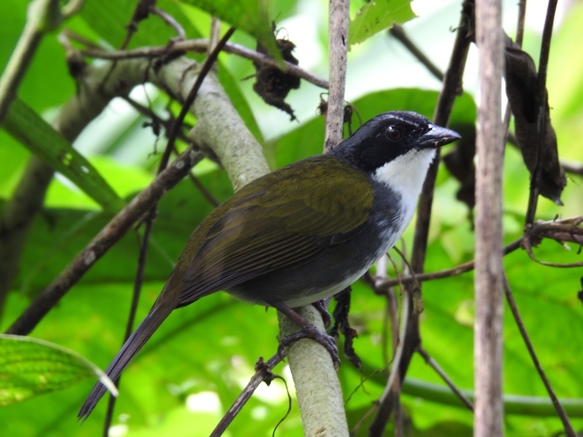 Costa Rican Brushfinch - ML642071274