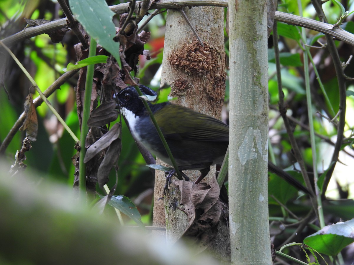 Costa Rican Brushfinch - ML642071275