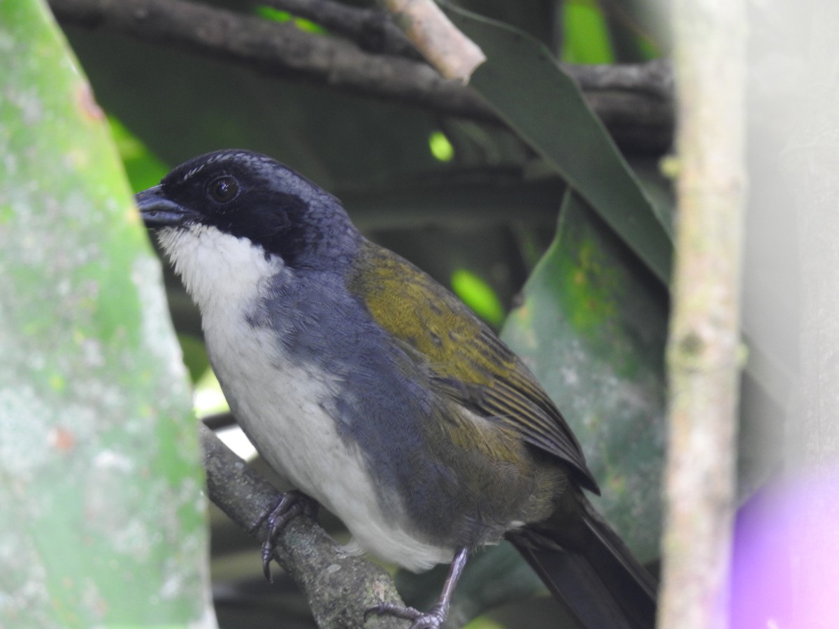 Costa Rican Brushfinch - ML642071276