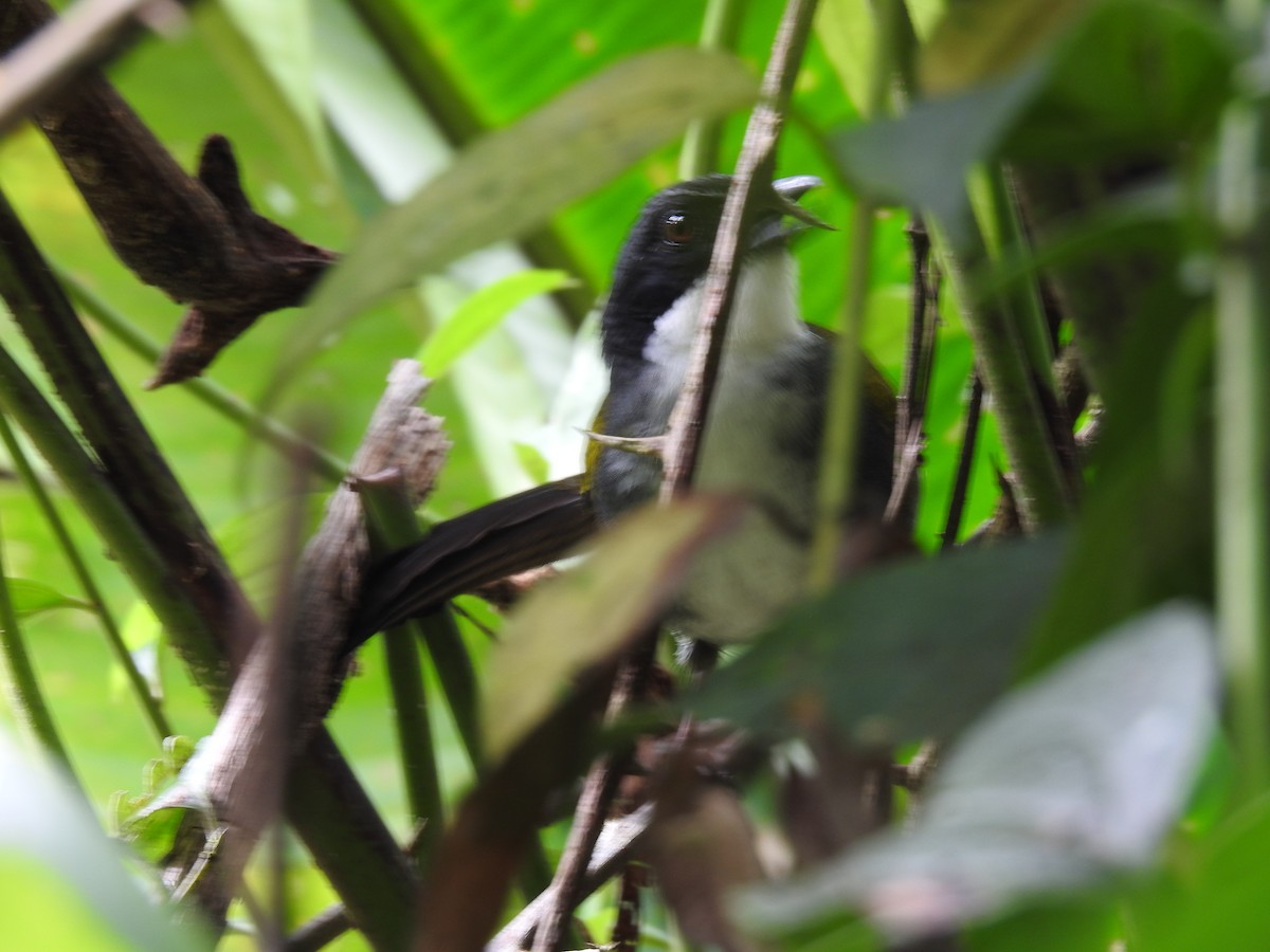 Costa Rican Brushfinch - ML642071278