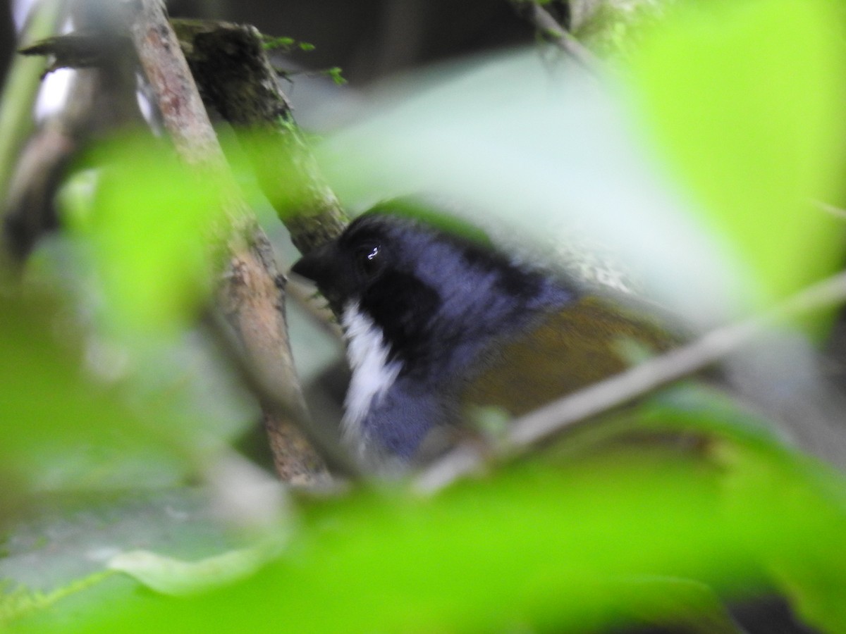 Costa Rican Brushfinch - ML642071279