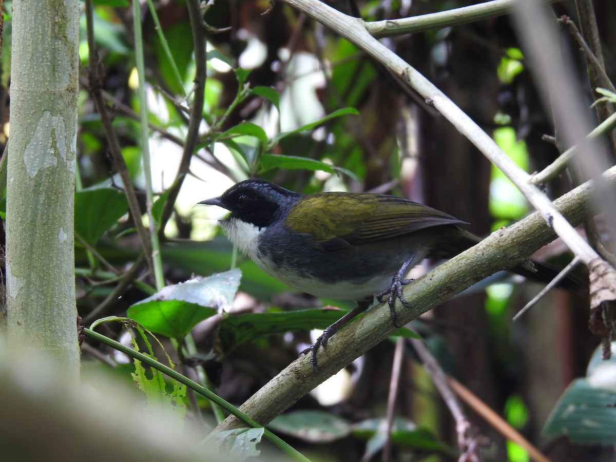 Costa Rican Brushfinch - ML642071281