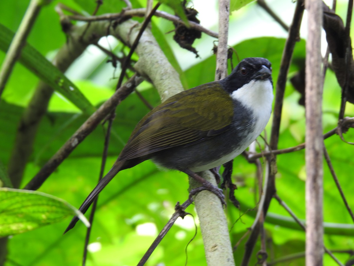 Costa Rican Brushfinch - ML642071282