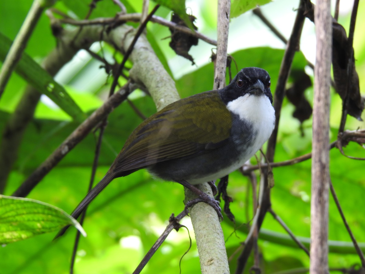 Costa Rican Brushfinch - ML642071283