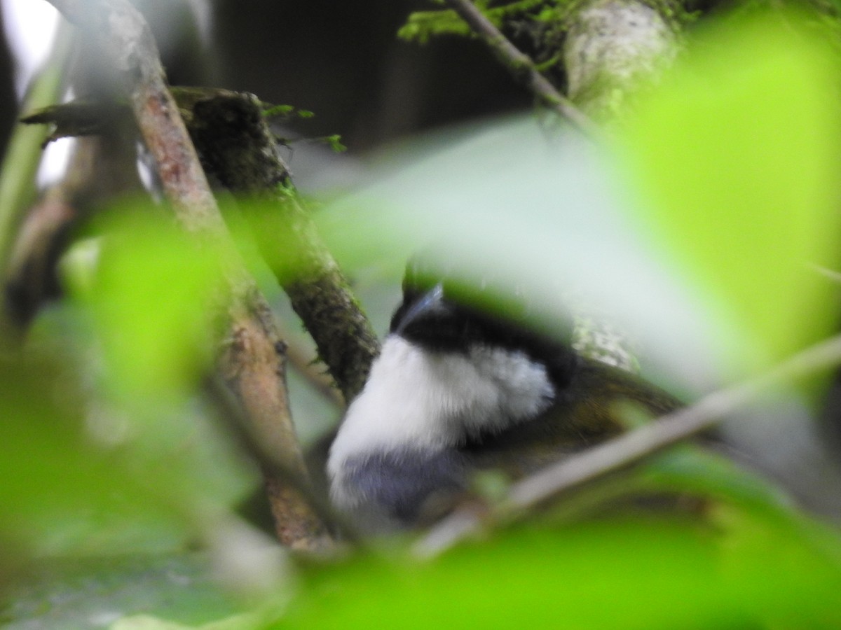Costa Rican Brushfinch - ML642071285