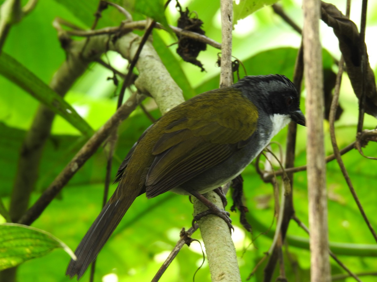 Costa Rican Brushfinch - ML642071286