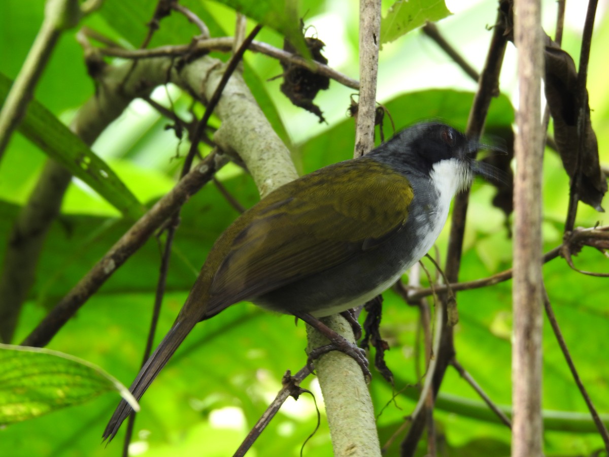 Costa Rican Brushfinch - ML642071288