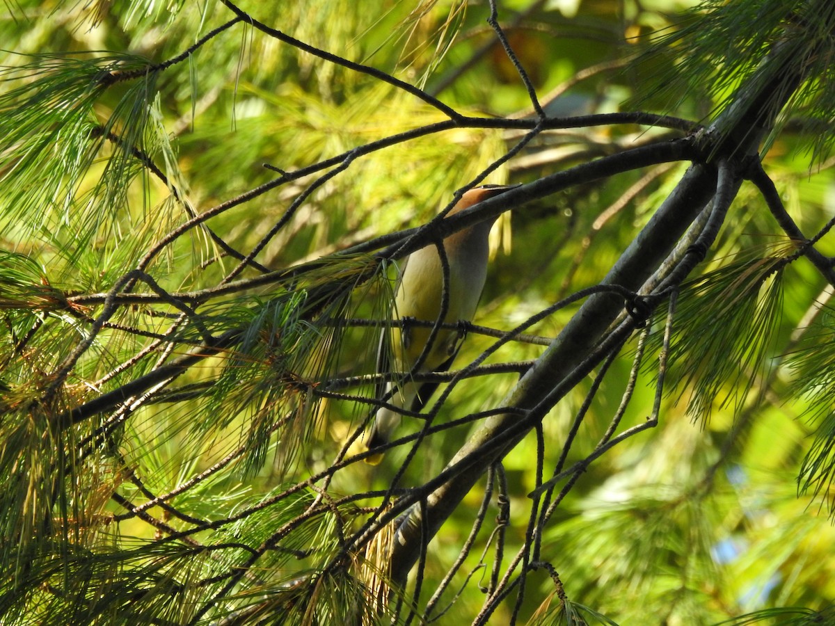 Cedar Waxwing - ML642071300