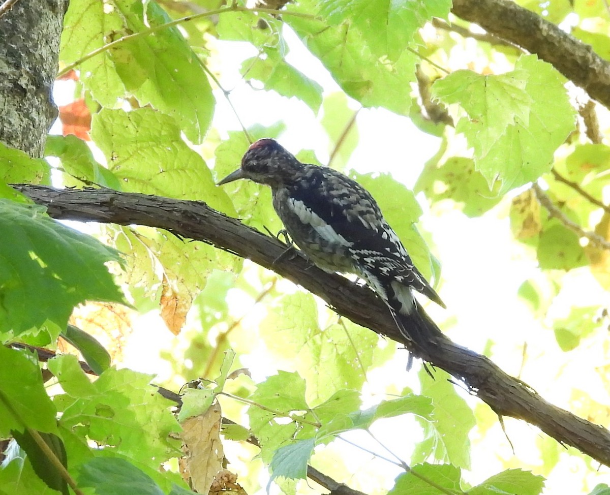 Yellow-bellied Sapsucker - ML642071306