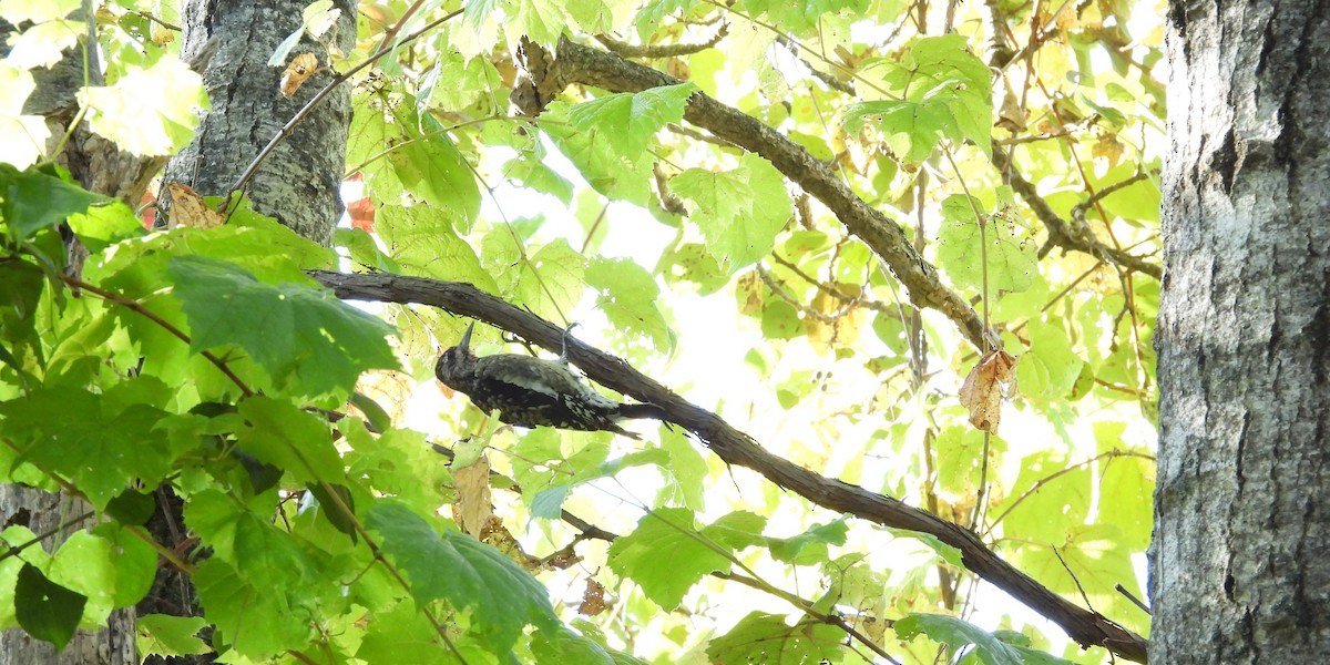 Yellow-bellied Sapsucker - ML642071308