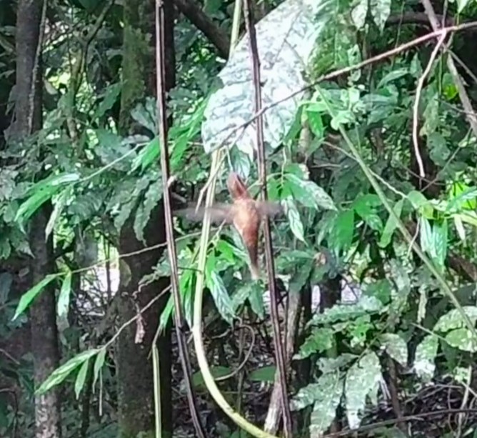 Stripe-throated Hermit - ML642071309