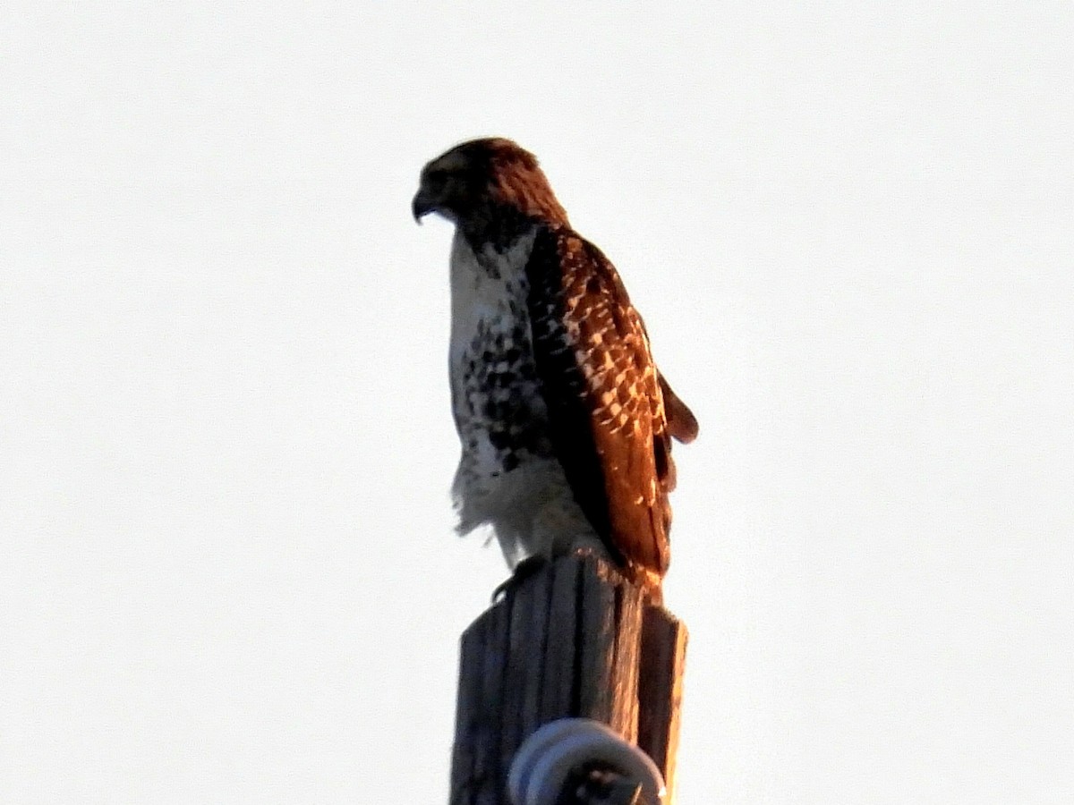 Red-tailed Hawk - ML642071315