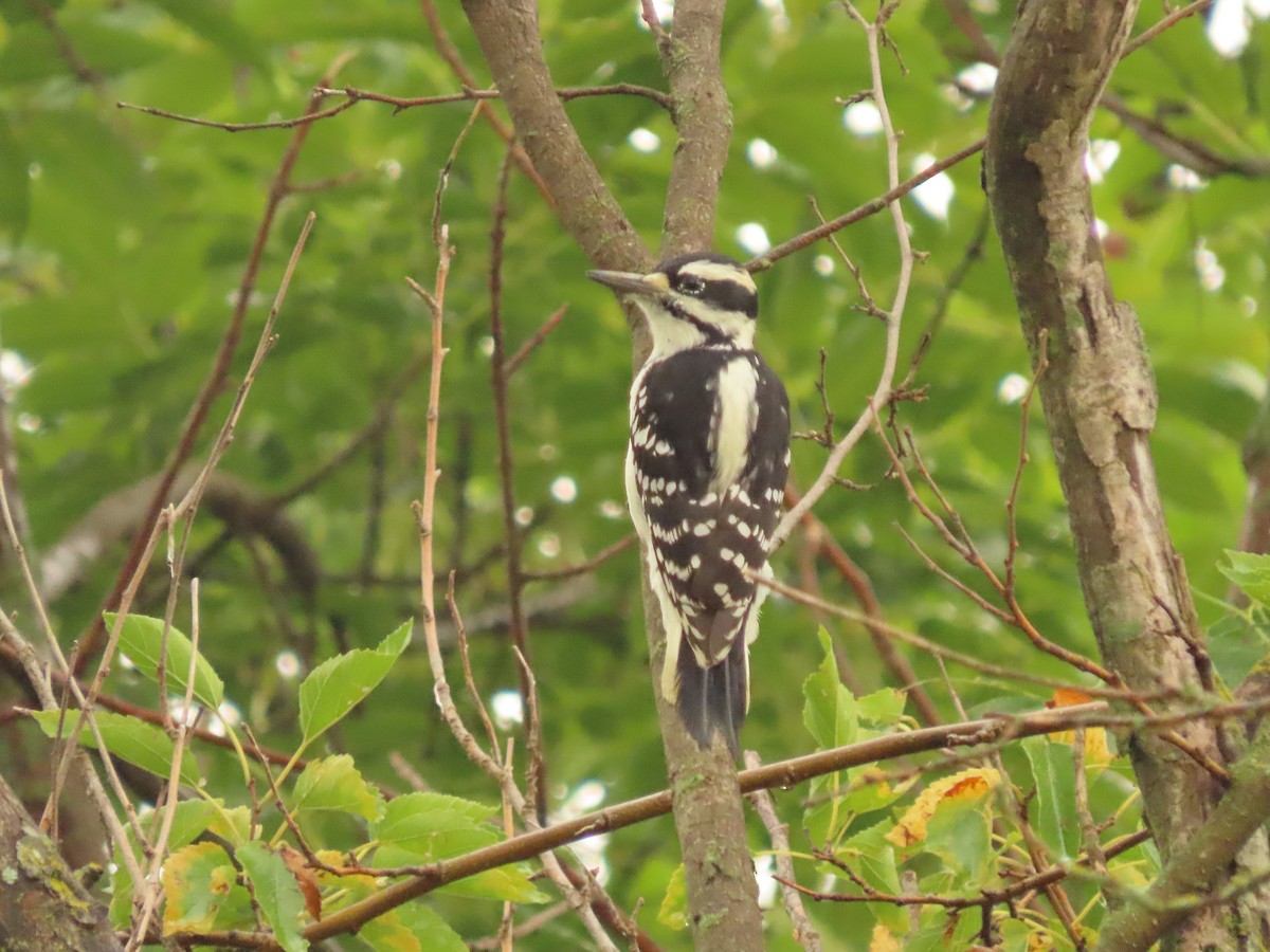 Hairy Woodpecker - ML642071316