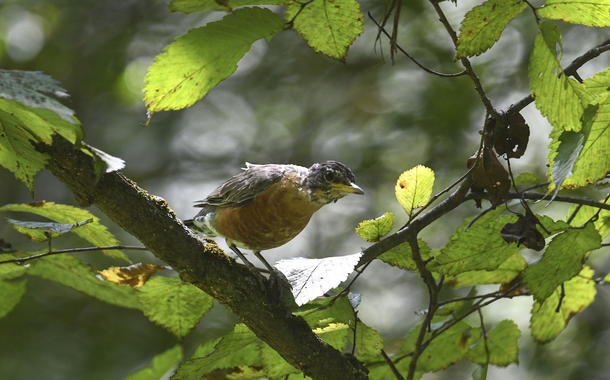 American Robin - ML642071318