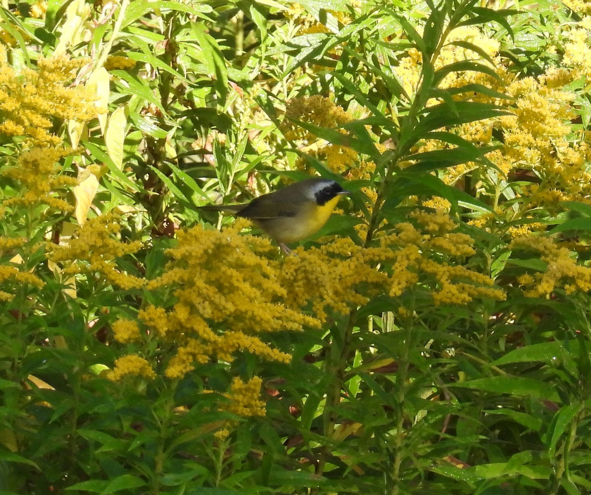 Common Yellowthroat - ML642071319
