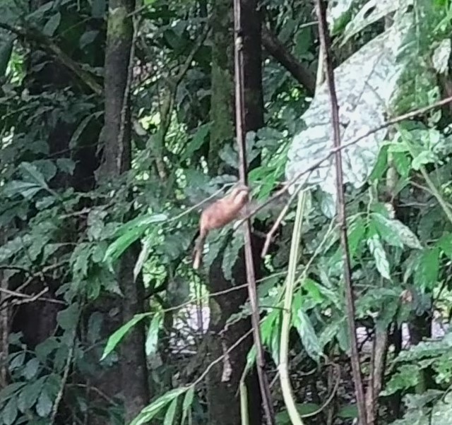 Stripe-throated Hermit - ML642071320