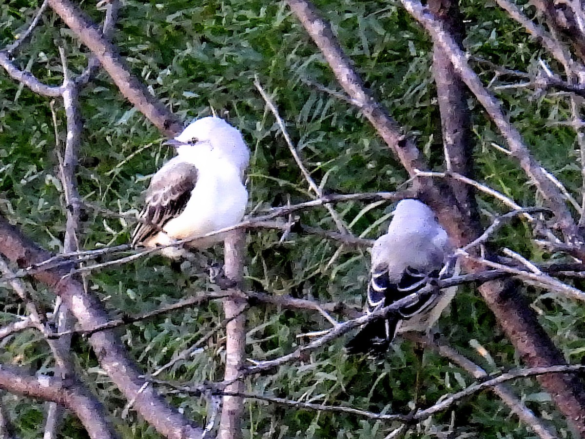 Scissor-tailed Flycatcher - ML642071323