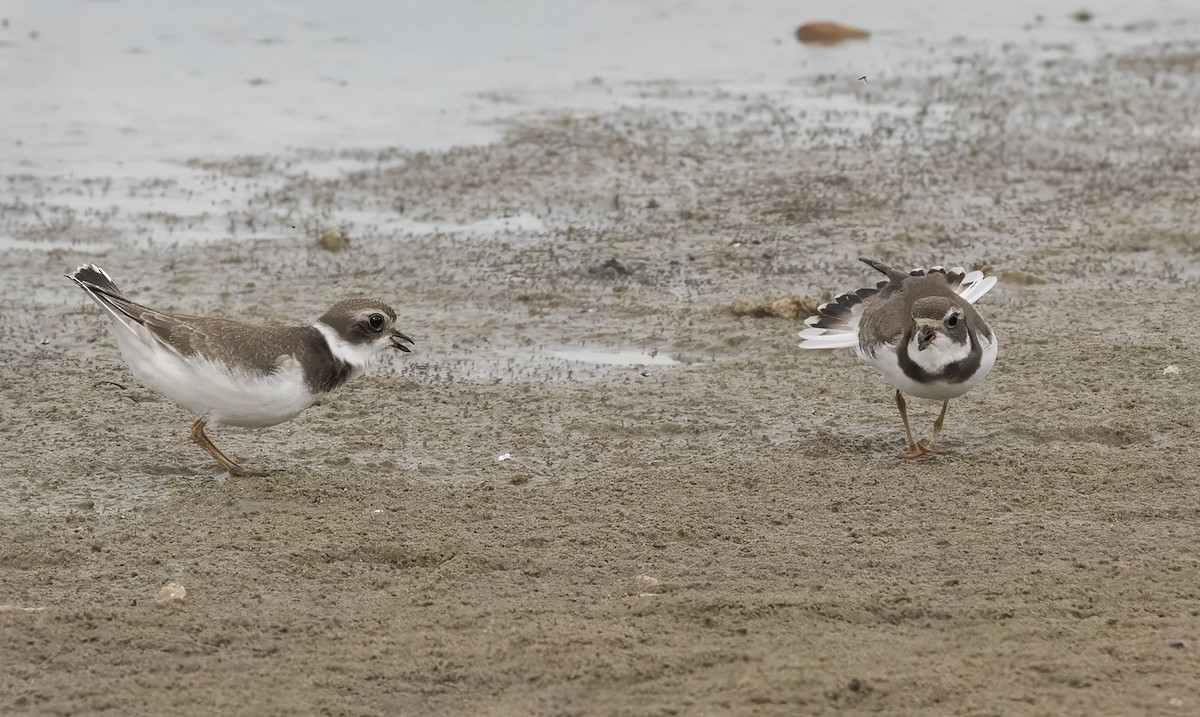 Semipalmated Plover - ML642071333
