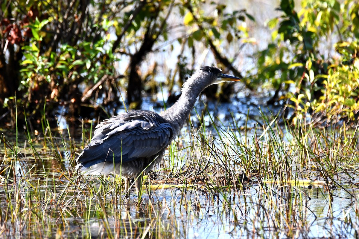 Great Blue Heron - ML642071334