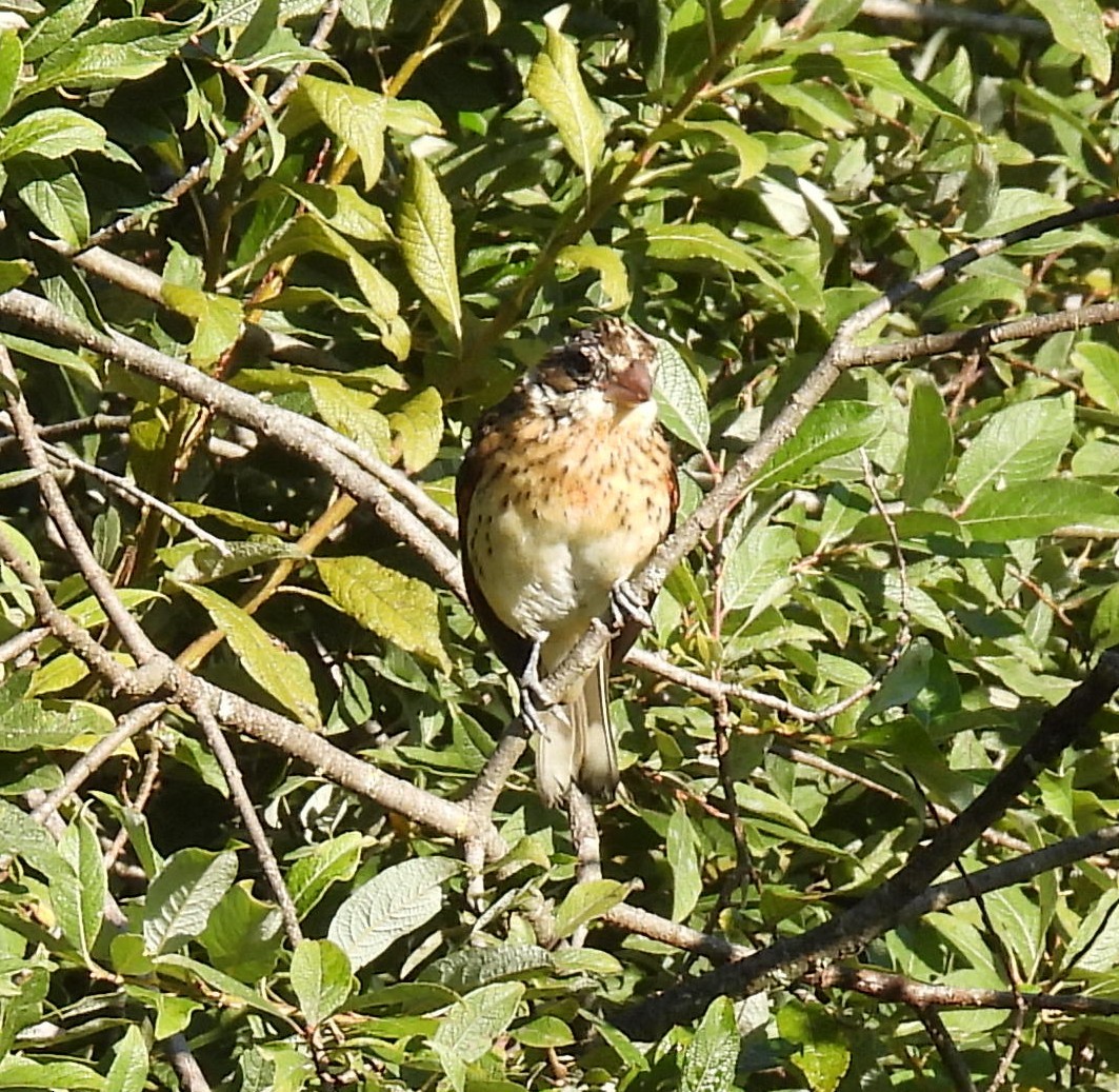 Rose-breasted Grosbeak - ML642071338