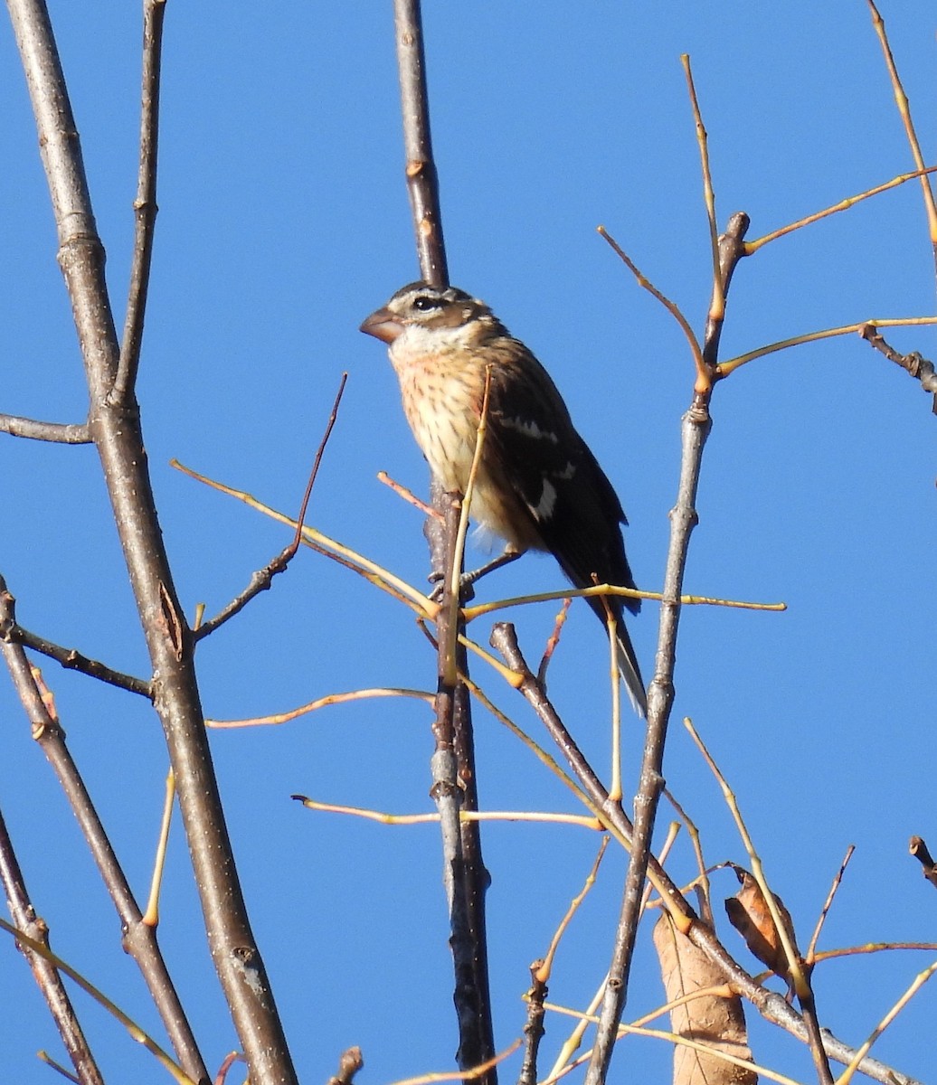 Rose-breasted Grosbeak - ML642071339