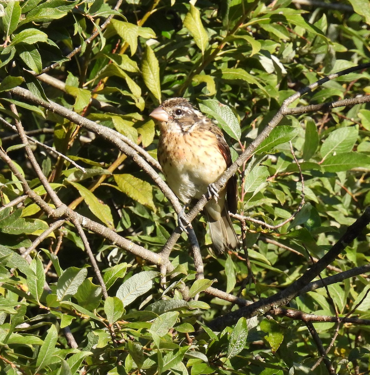 Rose-breasted Grosbeak - ML642071340