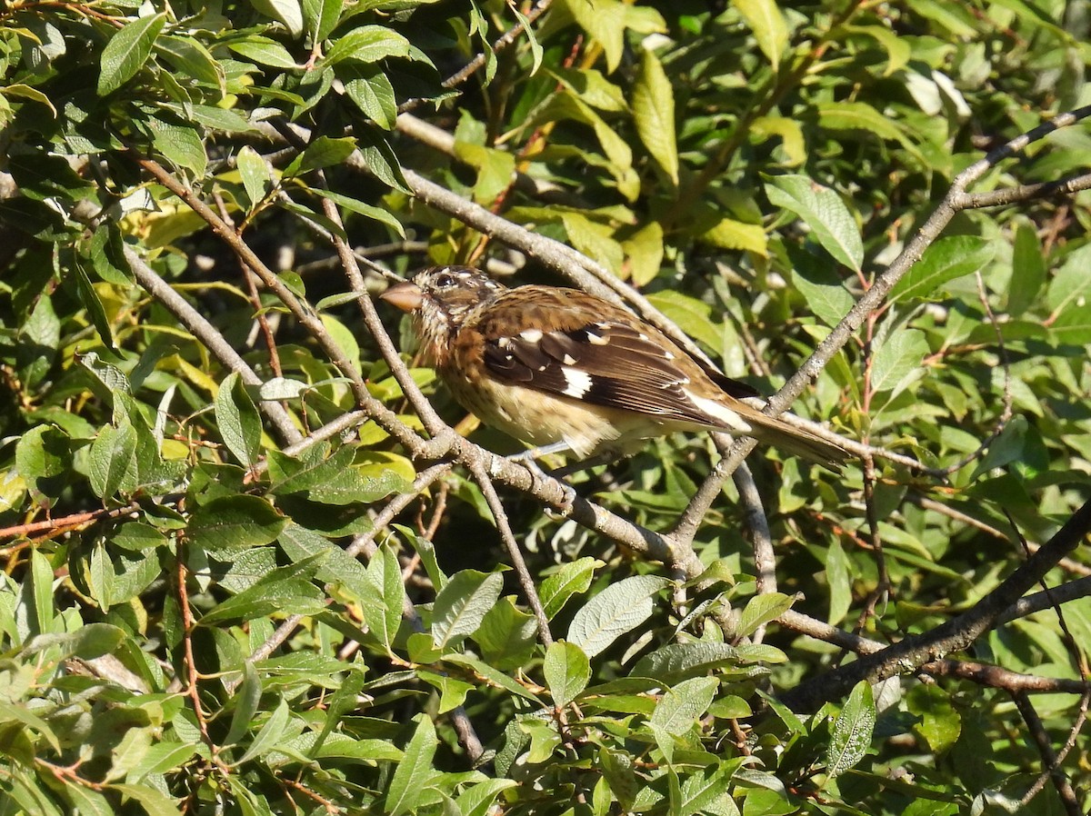 Rose-breasted Grosbeak - ML642071342