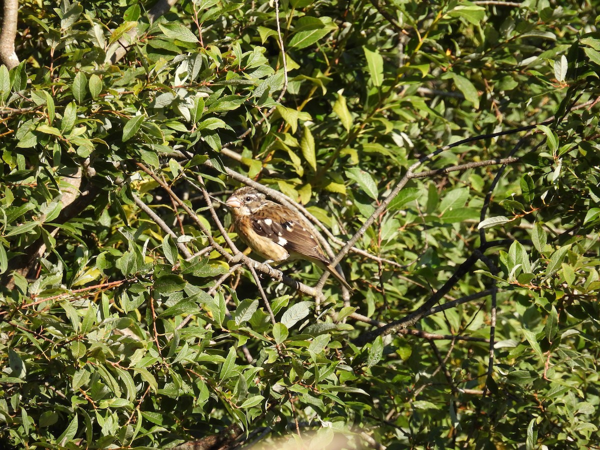 Rose-breasted Grosbeak - ML642071343
