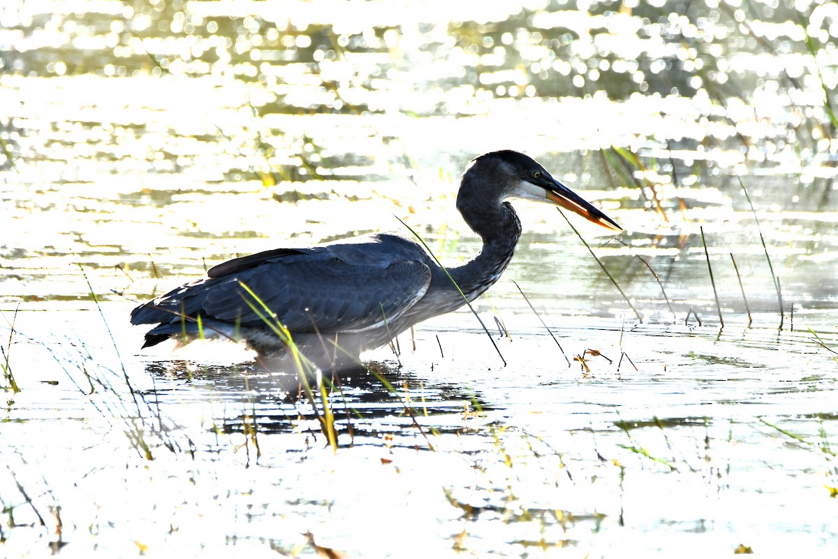 Great Blue Heron - ML642071344