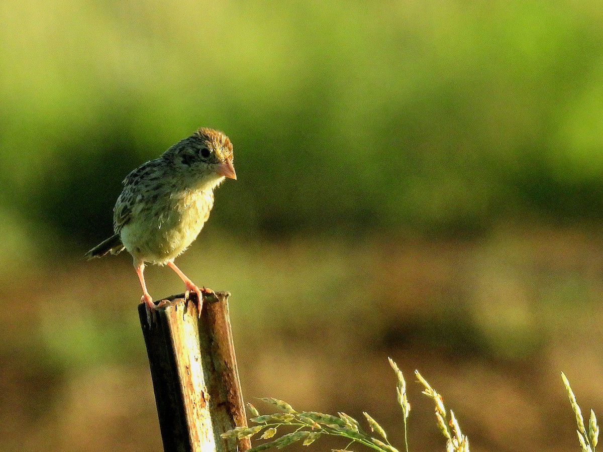 Cassin's Sparrow - ML642071351
