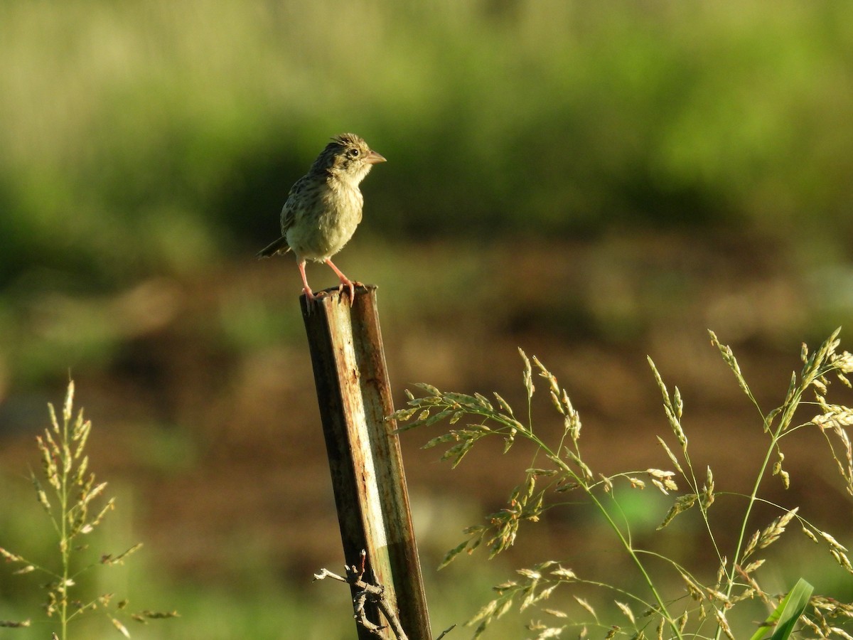 Cassin's Sparrow - ML642071352