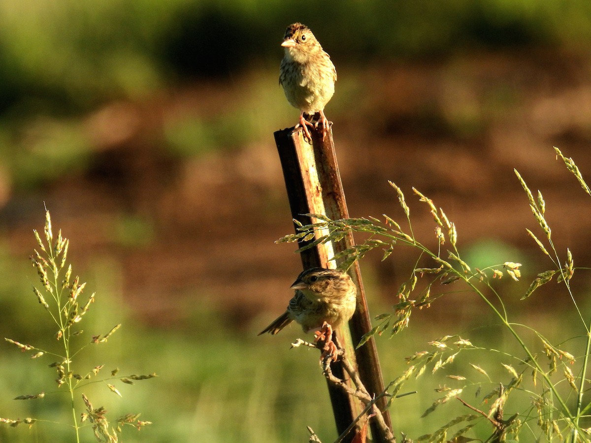 Cassin's Sparrow - ML642071353