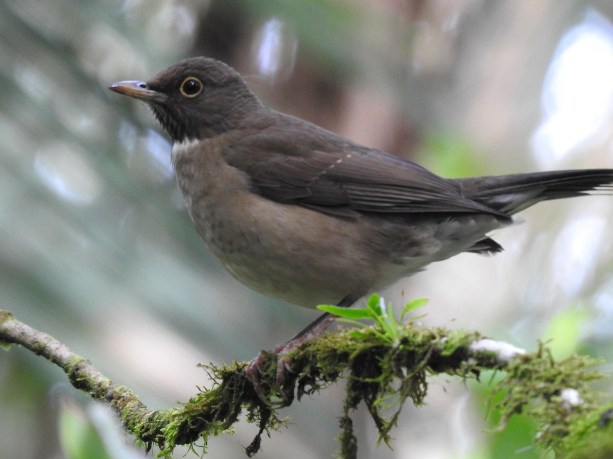 White-throated Thrush - ML642071354