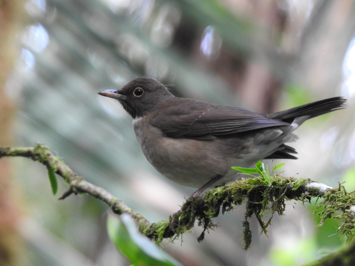 White-throated Thrush - ML642071355
