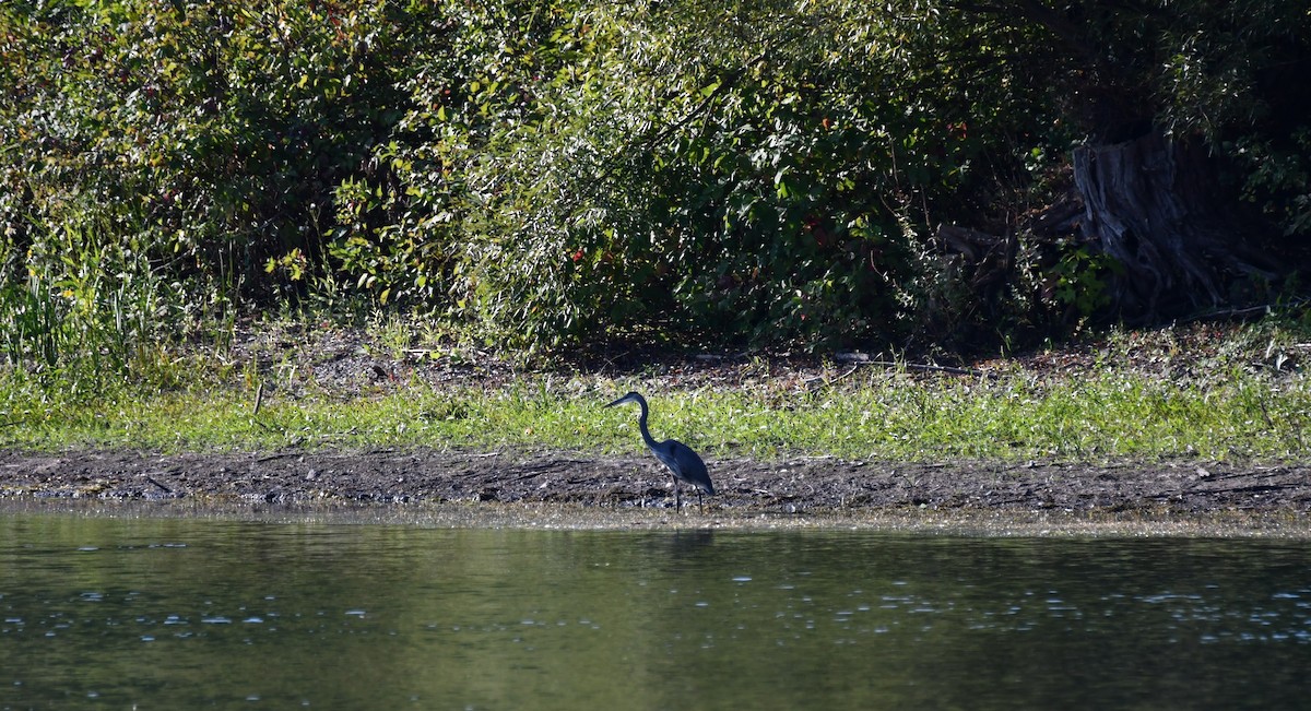 Great Blue Heron - ML642071357